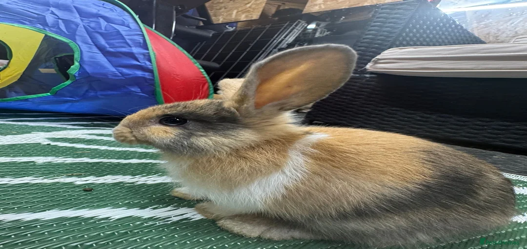 Gallery Image {{count}}