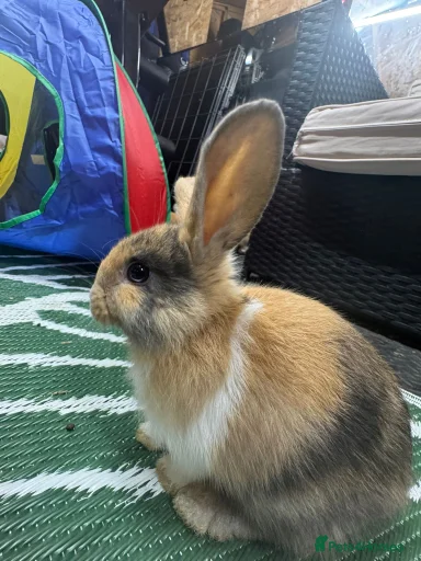 Gallery Image {{count}}