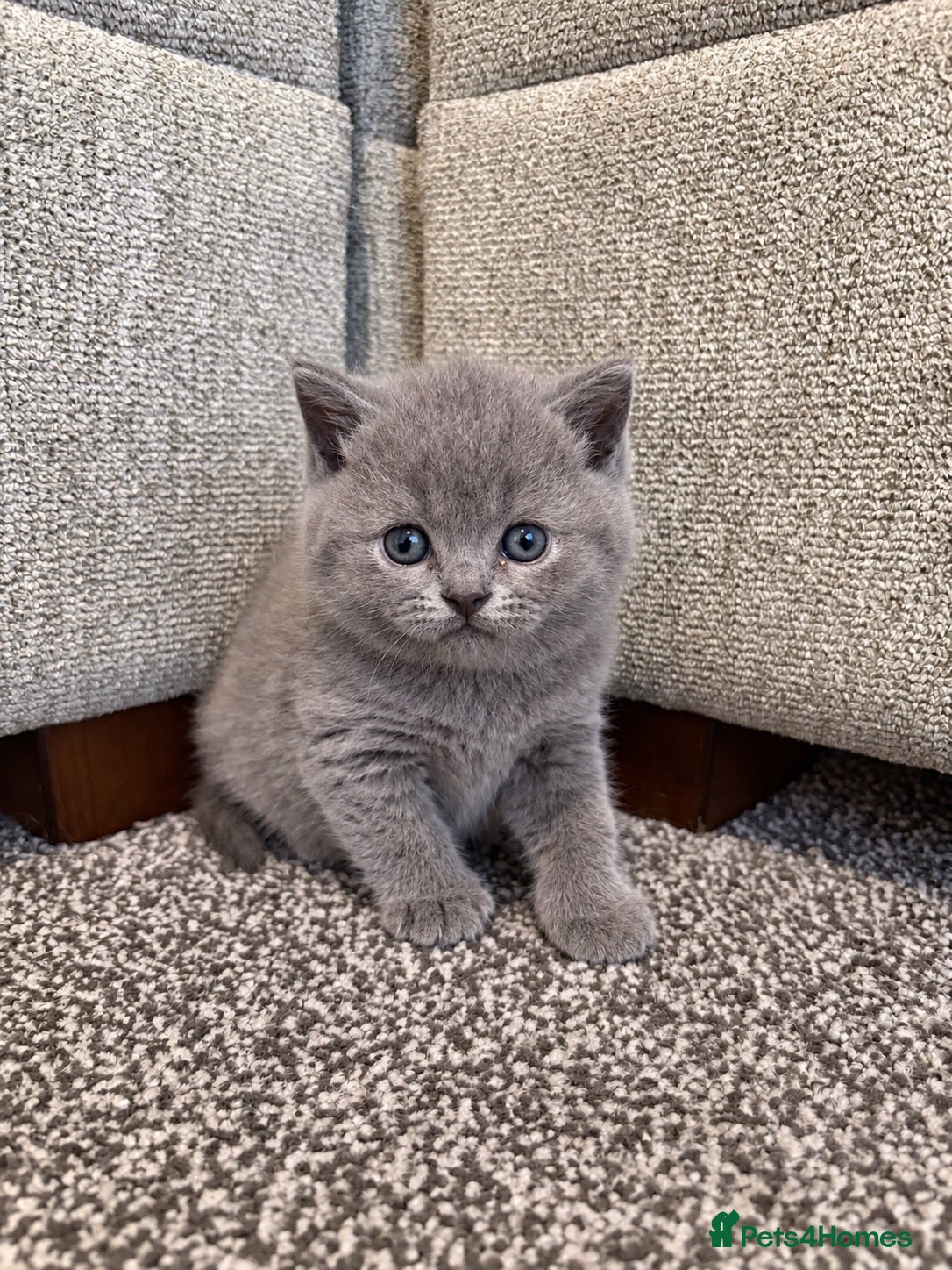 British Shorthair cats *1 Female remaining* British shorthair kittens💛 - Advert 1