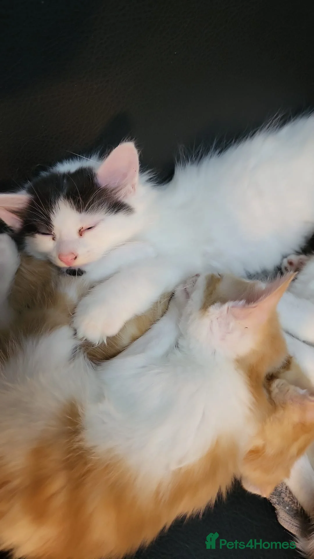 Mixed Breed cats for sale: Kittens for sale - Advert 2