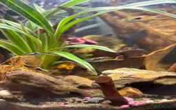 Other/Mixed Breed fish for sale: 5 beautiful male endlers guppies - Image 3