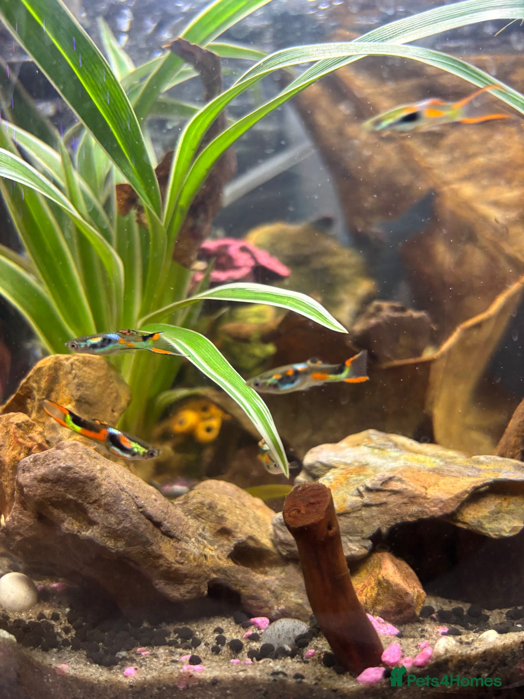 Other/Mixed Breed fish for sale: 5 beautiful male endlers guppies - Image 3