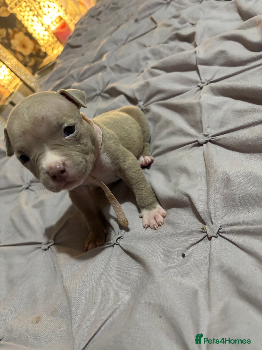 American Bully dogs for sale: Pocket Bully Puppies - Advert 31