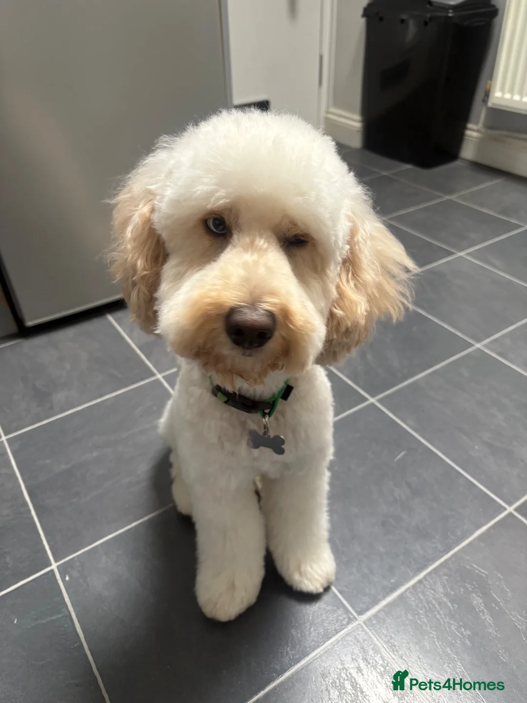 Cockapoo dogs for stud: Beautiful cockapoo available for Stud  in Hemel Hempstead - Advert 3