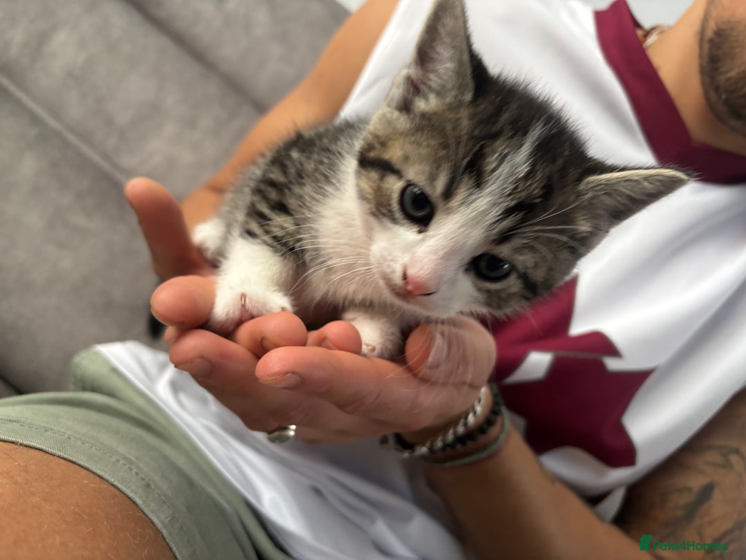 Mixed Breed cats for sale: 3 little kittens - Image 15