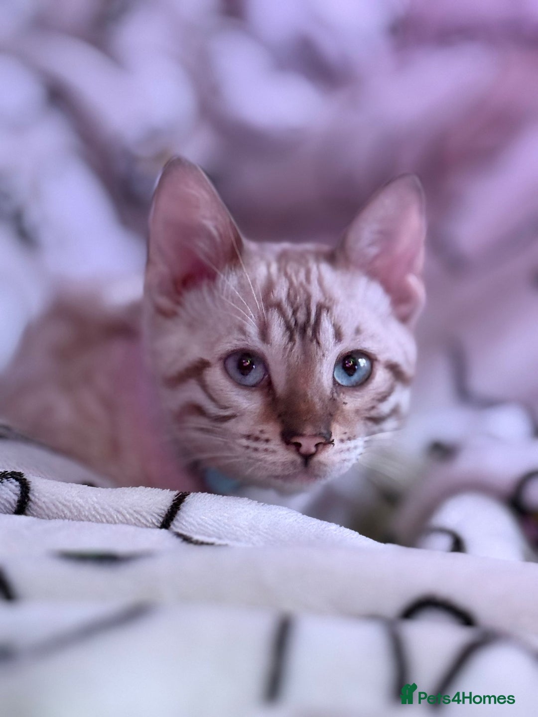 Bengal cats for sale: Rehome TICA registered Snow Lynx Bengal Boy - Advert 5