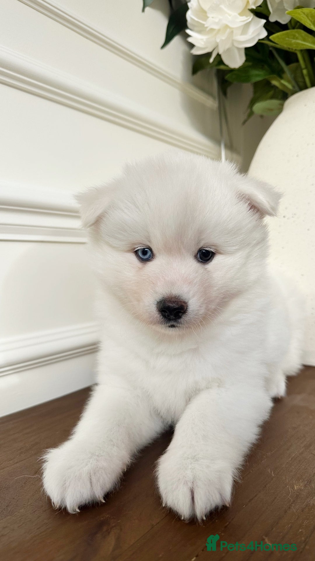 Pomsky dogs for sale: Pomskies Seeking Their Forever Home - ONLY 1 Left - Advert 20