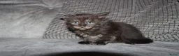 Maine Coon cats for sale: Gorgeous maine coon kittens (2 poly) - Advert 5