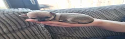 Chihuahua dogs for sale: Winnie and simbas puppies  in Gillingham - Advert 1