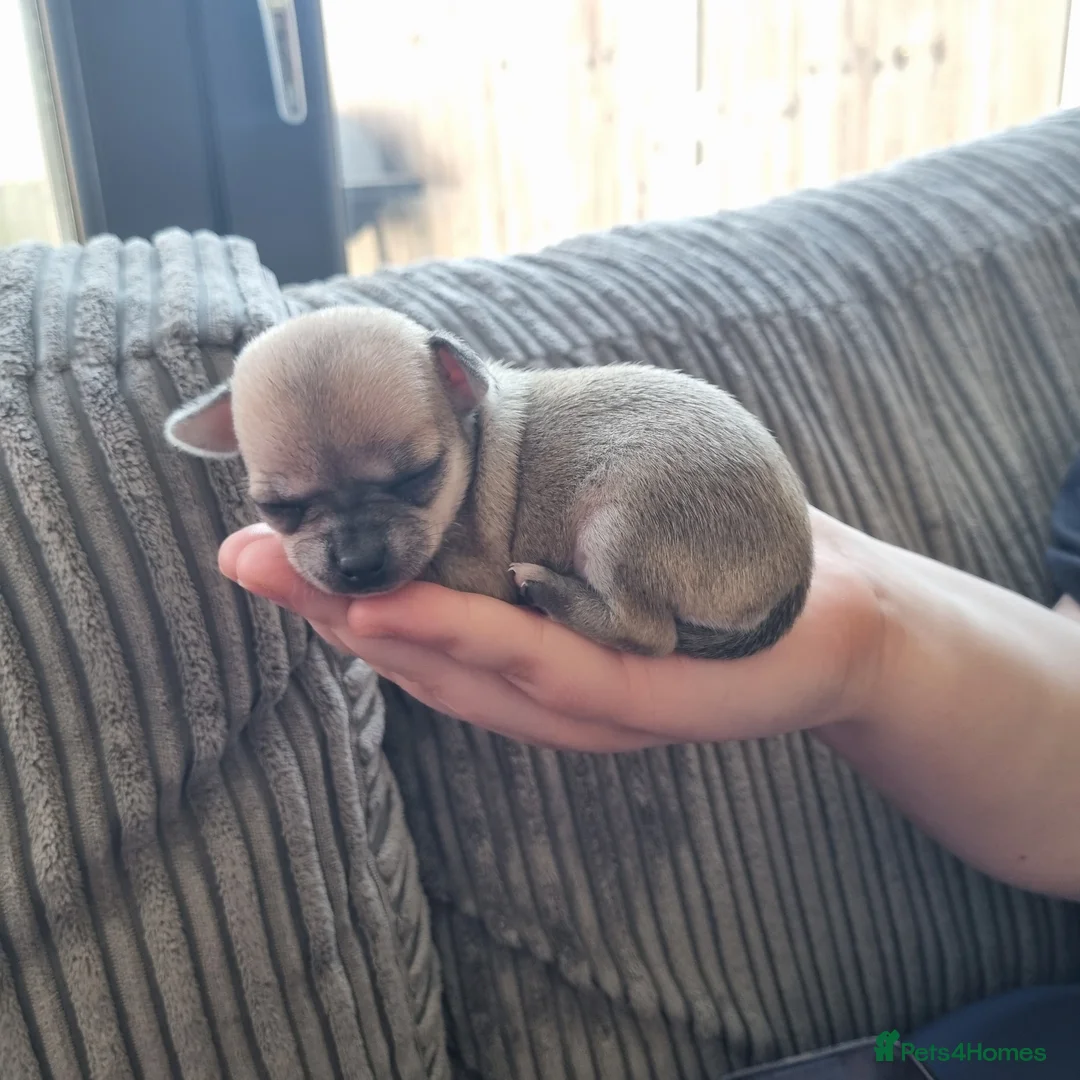Chihuahua dogs for sale: Winnie and simbas puppies  in Gillingham - Advert 1