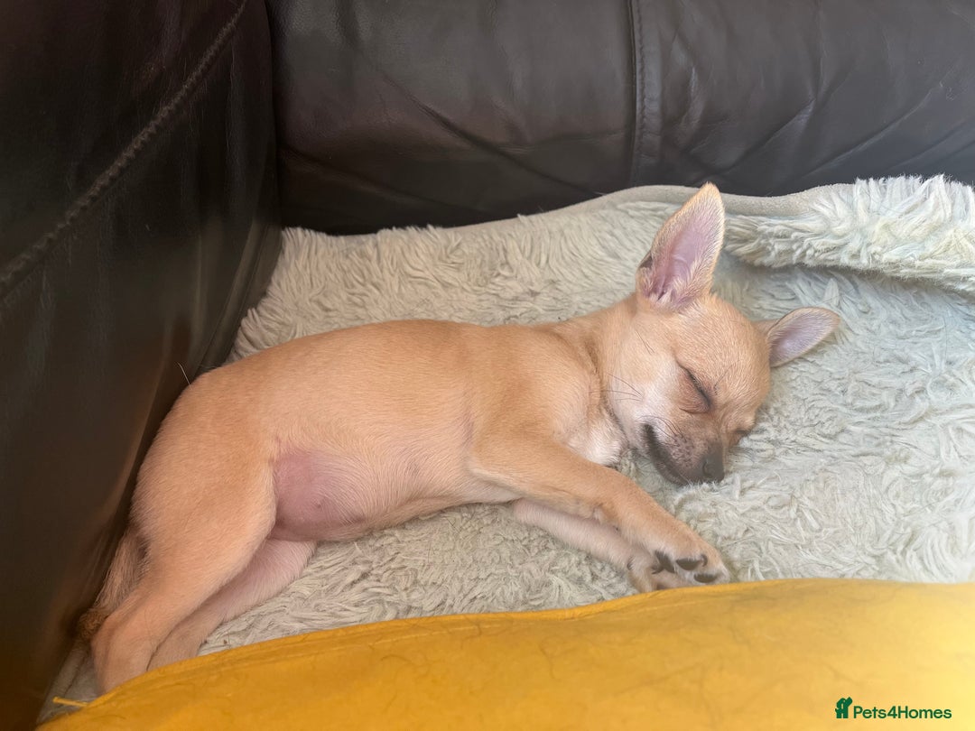 Chihuahua dogs for sale: Stunning chihuahua puppies  - Image 10