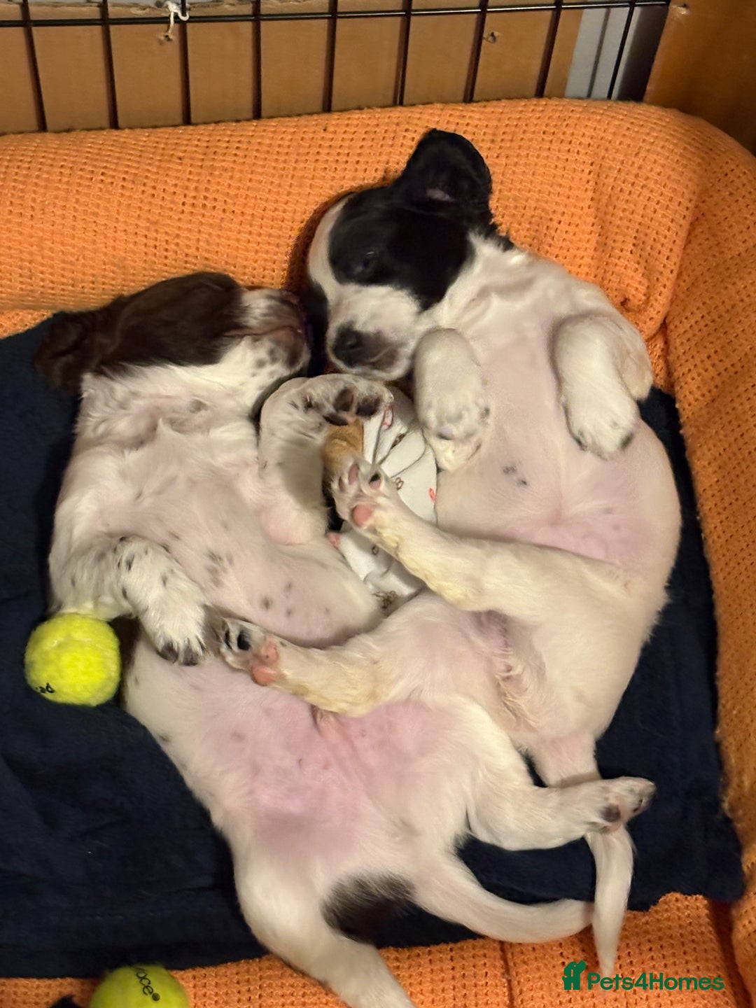 Sprocker dogs for sale: Sprocket Puppies - Advert 7