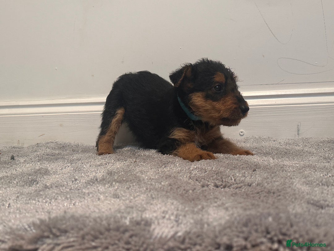 Airedale Terrier dogs for sale: Champion Coralita Airedale puppies  - Image 4