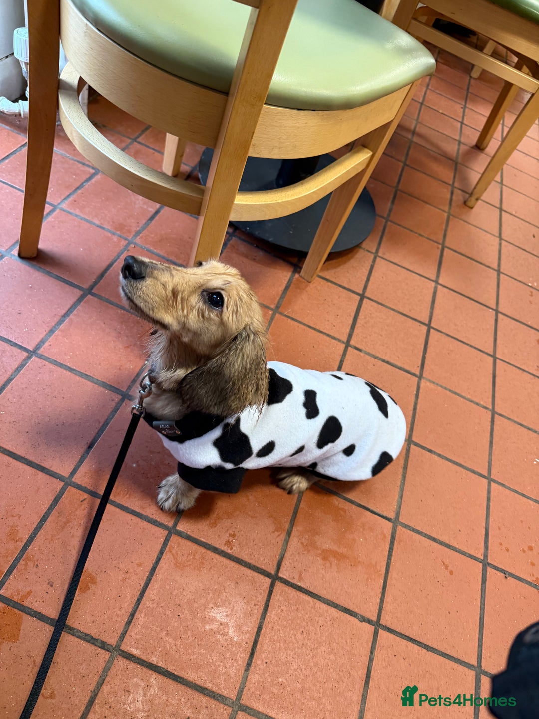 Miniature Dachshund dogs for sale: Miniature Dachshund Looking For Forever Home - Advert 3