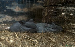 Netherland Dwarf rabbits for sale: Baby Netherland Dwarfs ready soon - Image 4