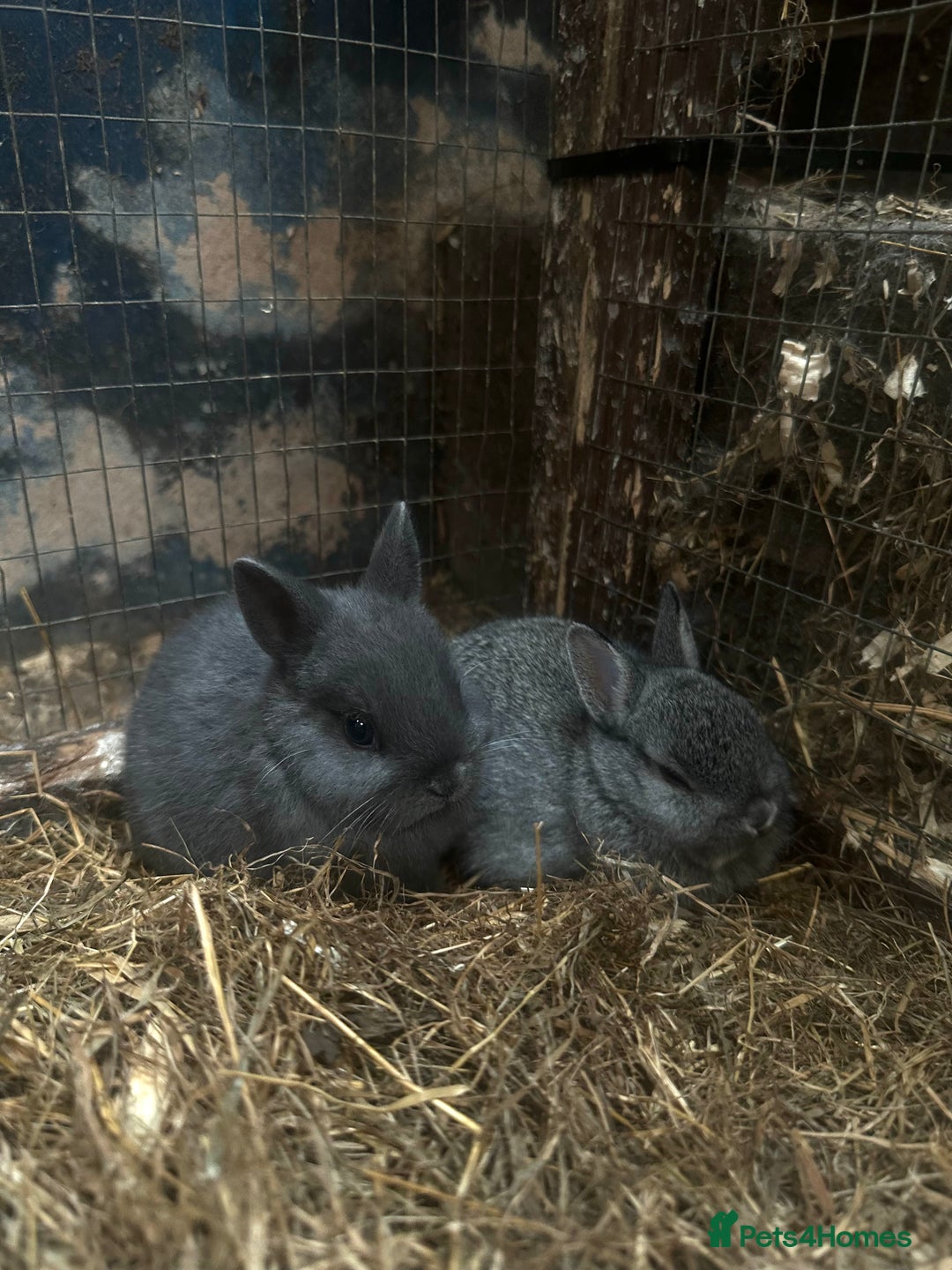 Netherland Dwarf rabbits for sale: Baby Netherland Dwarfs ready soon - Image 4