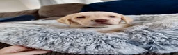 Labrador Retriever dogs for sale: Labrador puppy's ready to go golden and black in Huntingdon - Advert 28