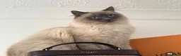 Ragdoll cats for sale: Male ragdoll in Waltham Abbey - Advert 7