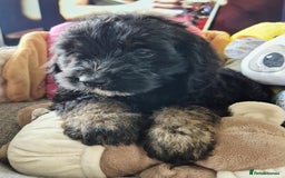 Cockapoo dogs for sale: F1 cockapoos  - Image 3