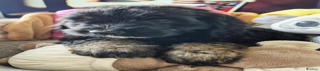 Cockapoo Puppy 3