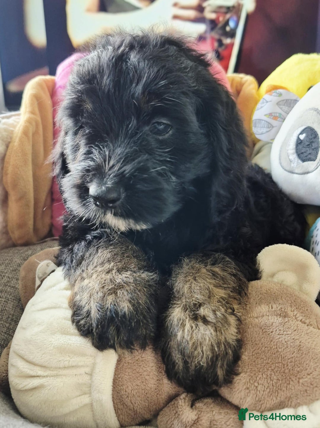 Cockapoo dogs for sale: F1 cockapoos  - Image 3