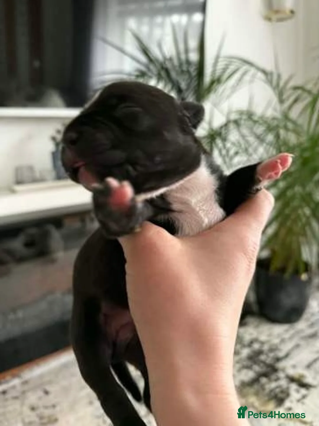 Staffordshire Bull Terrier dogs for sale: Stunning 100% Outstanding Staffy Puppies  - Advert 6