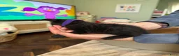 Mixed Breed cats for sale: Sphynx cross kittens  - Advert 16