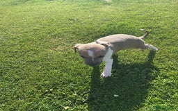 Italian Greyhound dogs for sale: italian greyhound puppies for sale - Image 9