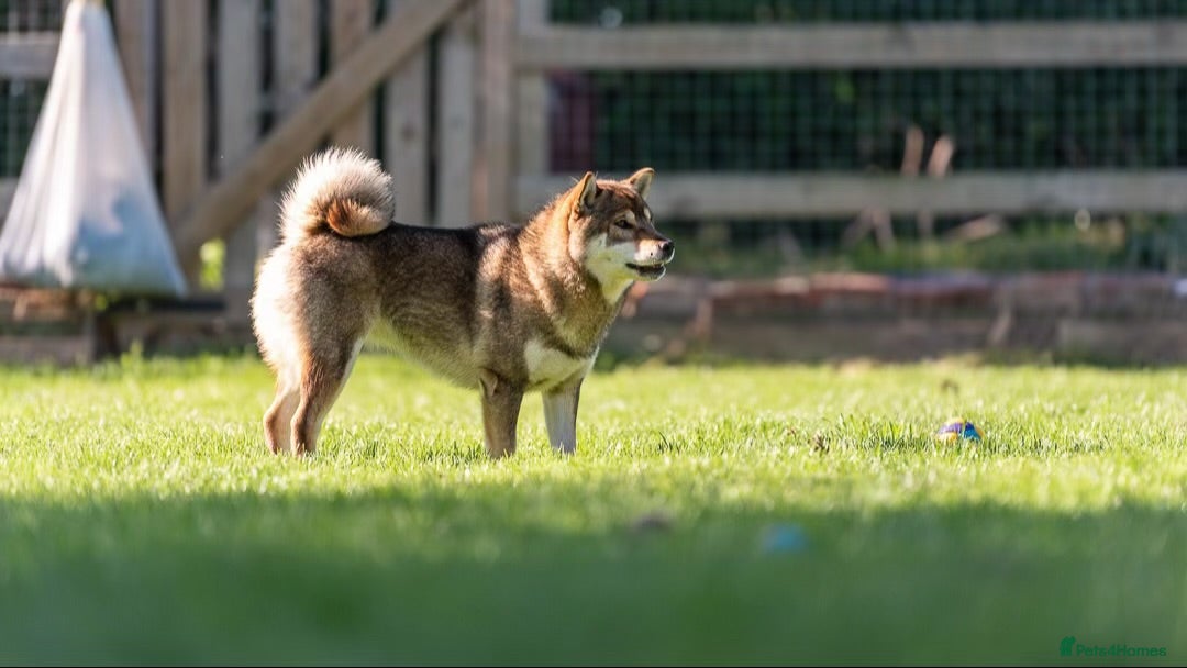 Japanese Shiba Inu dogs for sale: 	“Shiba Inu Puppies – Champion Pedigree, DNA Clear - Image 5