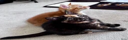Mixed Breed cats for sale: Amiable bengal&tabby mixed kittens - Advert 21