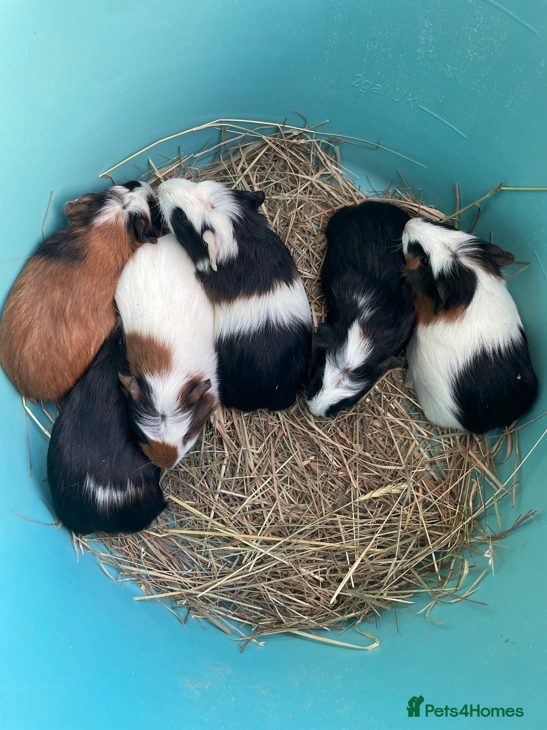 Guinea Pig rodents for sale: Baby crested Guinea Pigs.  - Advert 6
