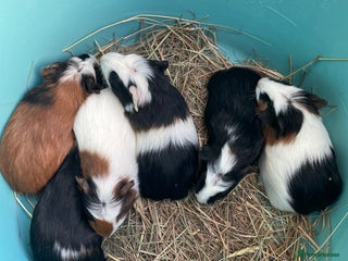 Guinea Pig rodents Baby crested Guinea Pigs. - Advert 18