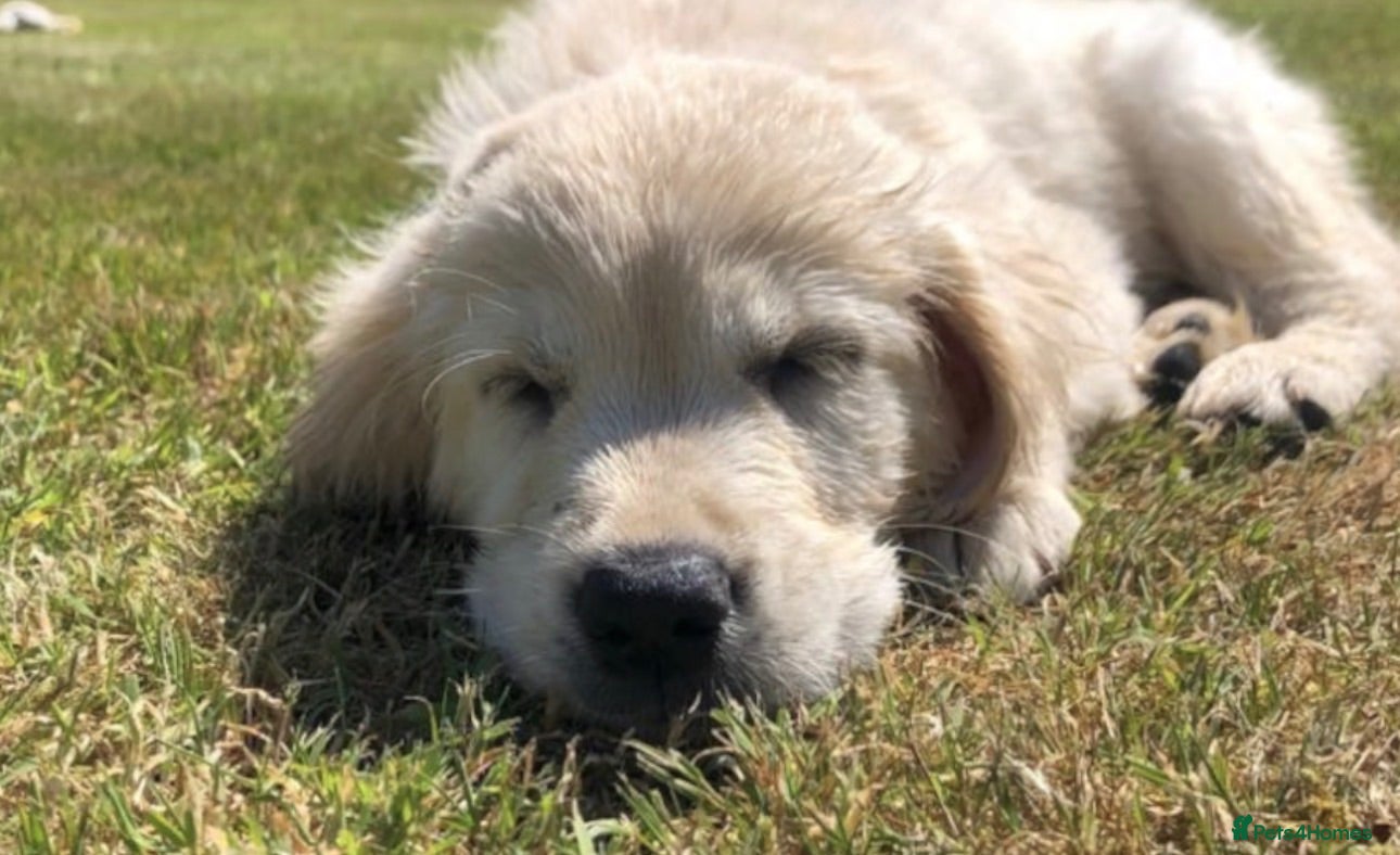 Golden Retriever dogs price now £1800 each fully vaccinated  - Advert 1