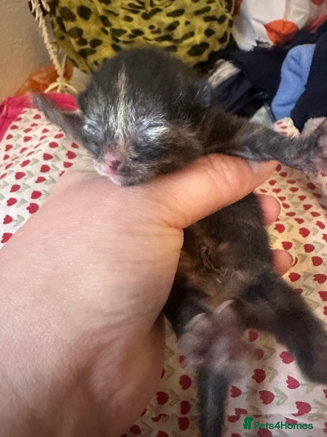 Mixed Breed cats for sale: X 3 Mixed tabby kittens - Advert 4