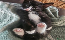 Mixed Breed cats for sale: Last remaining boy looking for his forever home 🩵 - Image 8