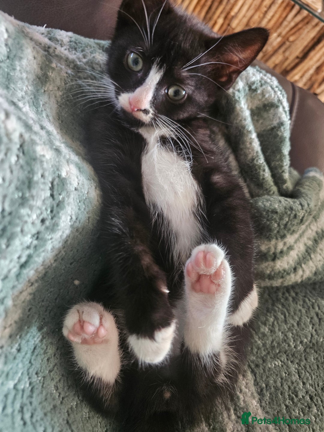 Mixed Breed cats for sale: Last remaining boy looking for his forever home 🩵 - Image 8