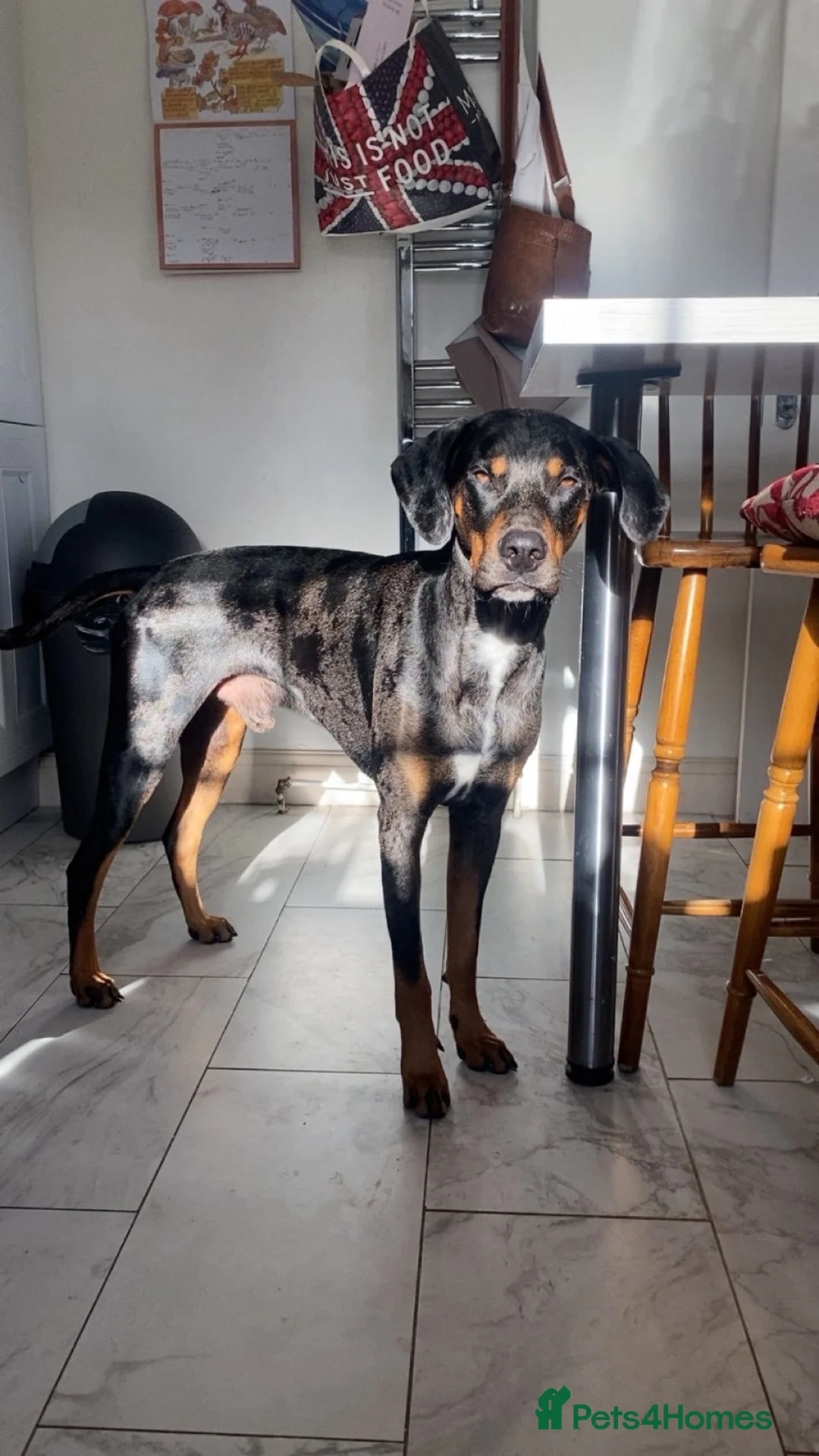 Catahoula Leopard Dog dogs for stud: Hubie  in Radlett - Advert 2