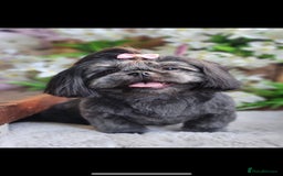 Shih Tzu dogs for sale: Shih Tzu Puppies  - Image 1