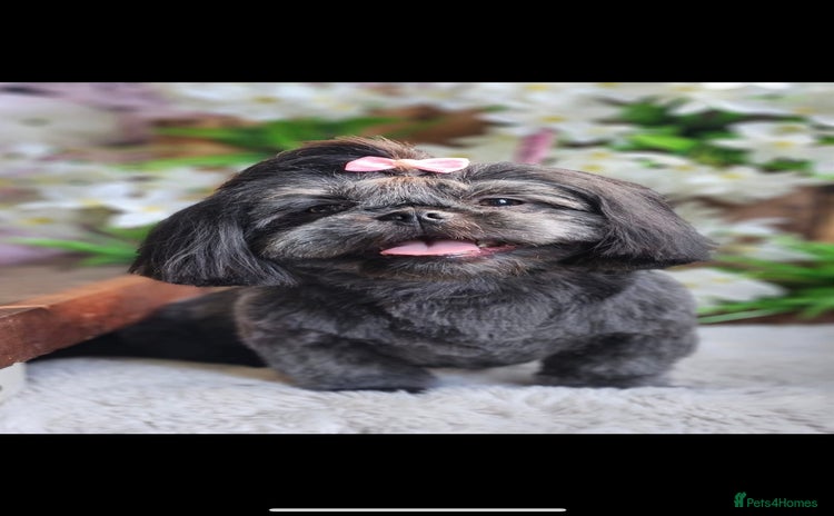 Shih Tzu dogs - Advert 1