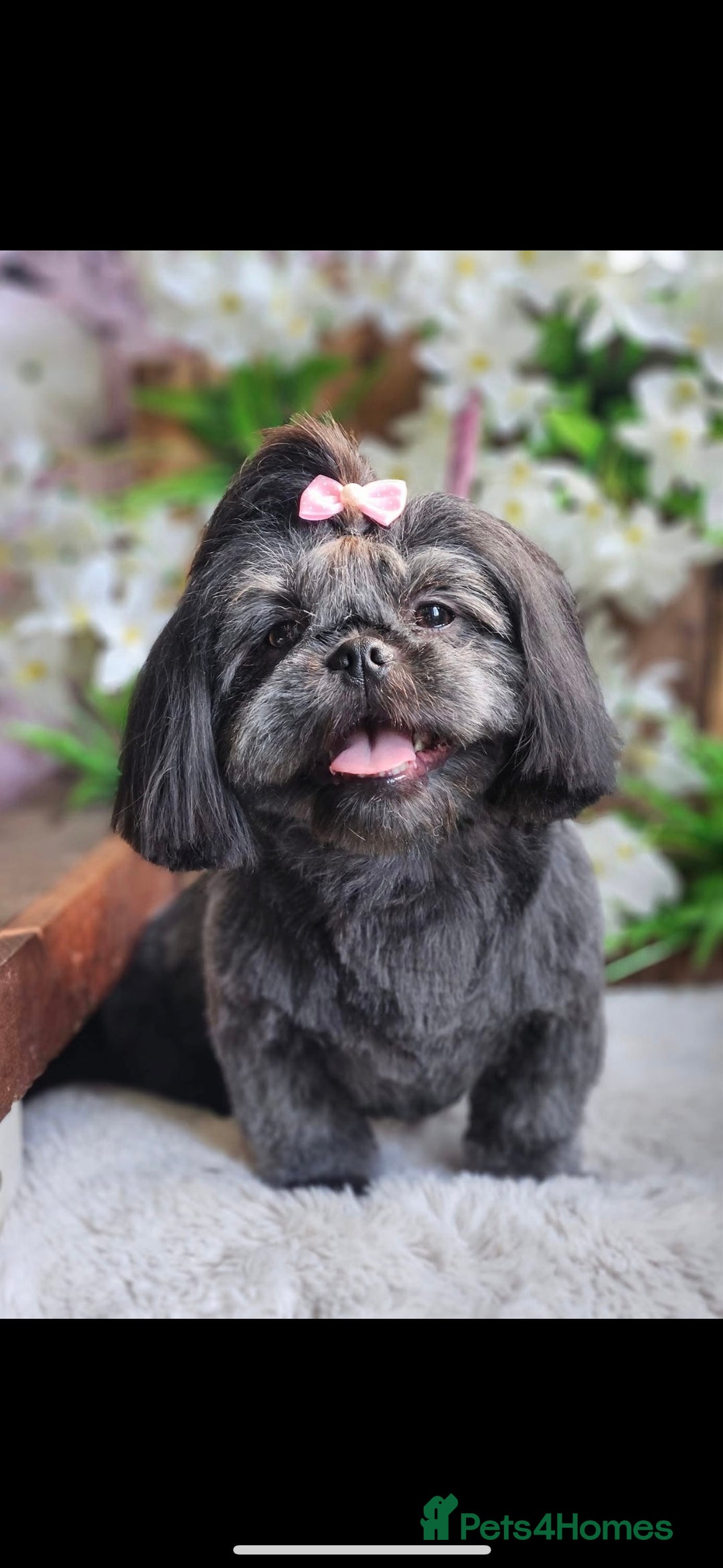 Shih Tzu dogs for sale: Shih Tzu Puppies  - Image 1