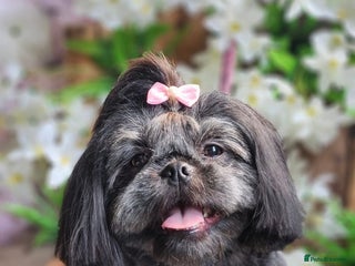 Shih Tzu dogs - Advert 8