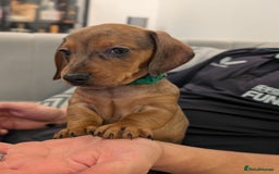 Miniature Dachshund dogs for sale: 2x miniature dachshunds - Image 9