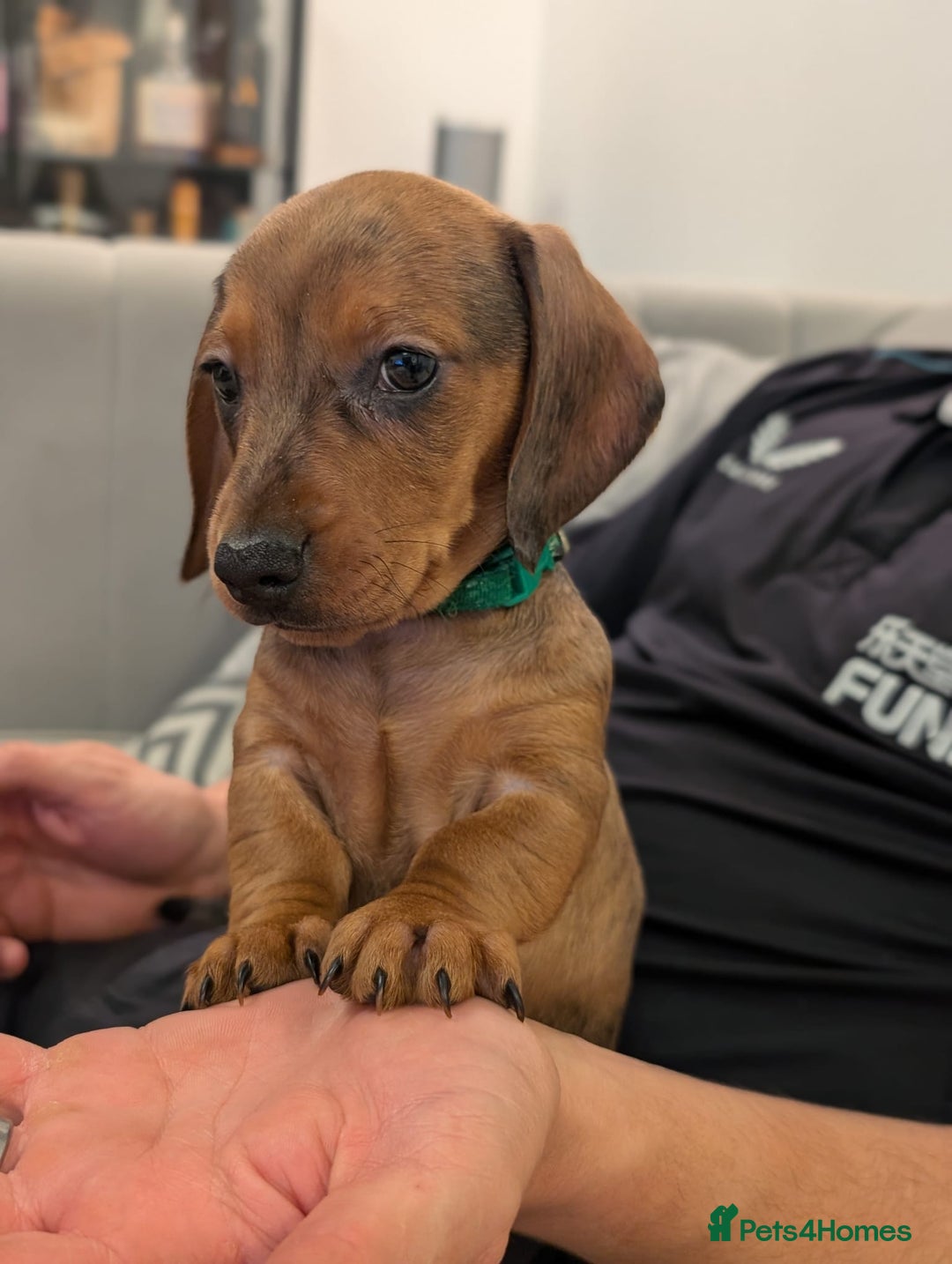 Miniature Dachshund dogs for sale: 2x miniature dachshunds - Image 9