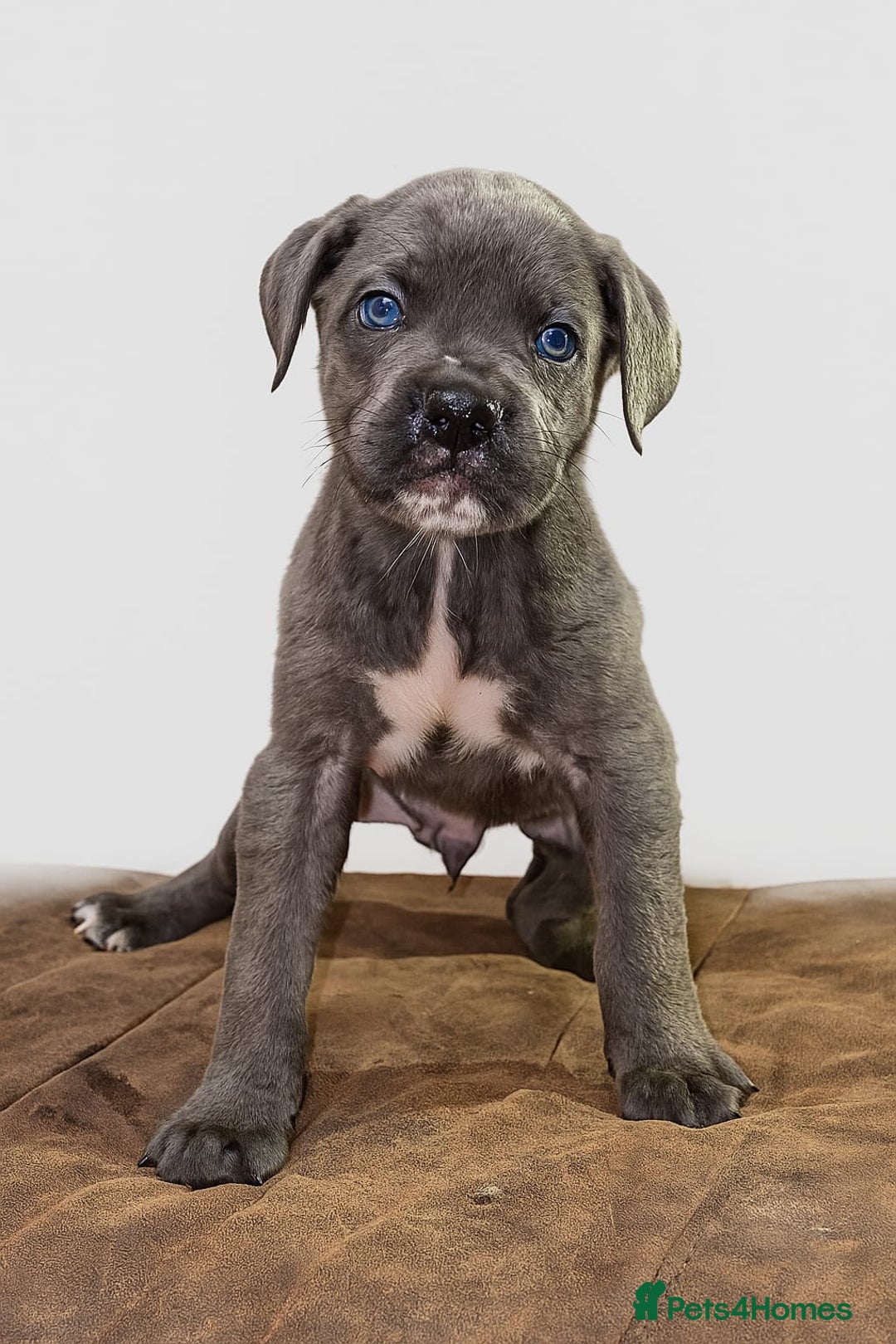 Cane Corso dogs for sale: Russian/Romanian cane corso pups Available  - Advert 9
