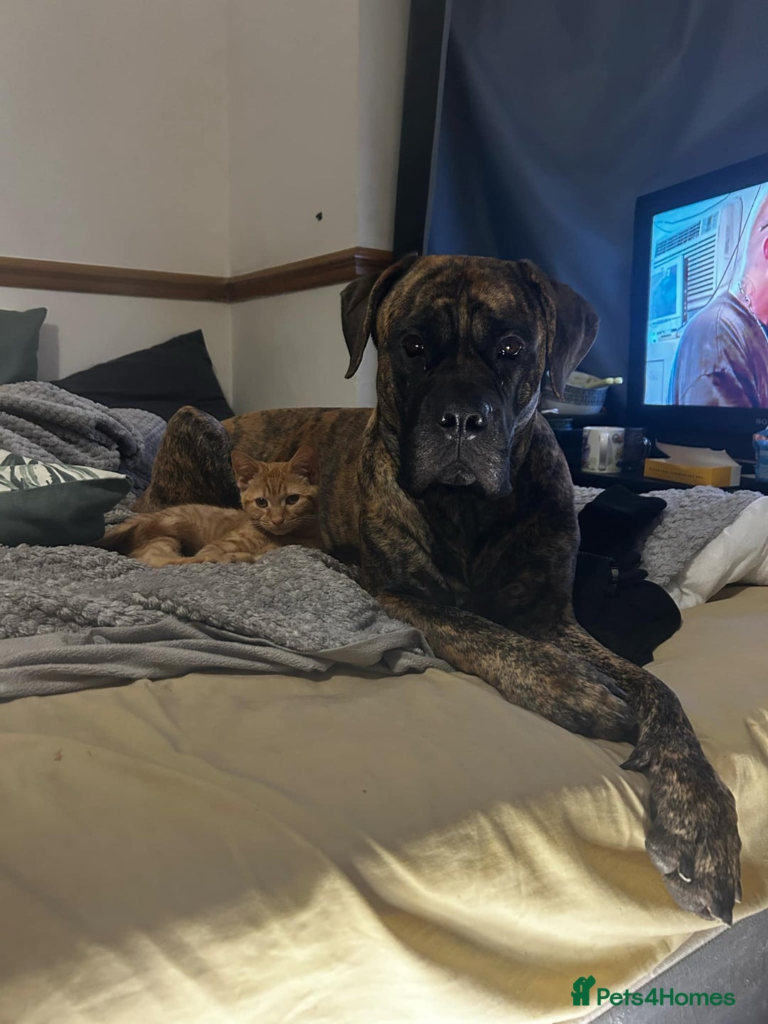 Mixed Breed dogs for sale: Zipporah  - Image 2