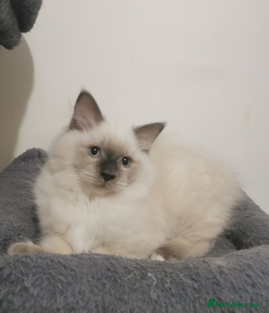 Ragdoll cats for sale: Ragdoll stunning kittens - Image 4