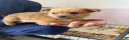 Mixed Breed dogs for sale: Norfolk terrier x Pomeranians - Advert 14