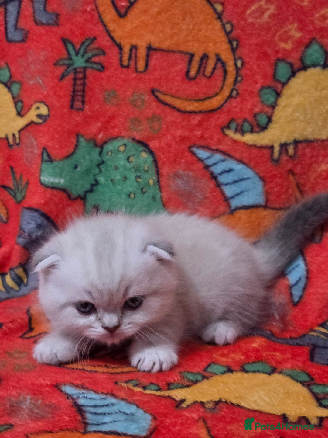 Scottish Fold cats for sale: Scottish Fold/Straight Kittens For Sale  - Image 15
