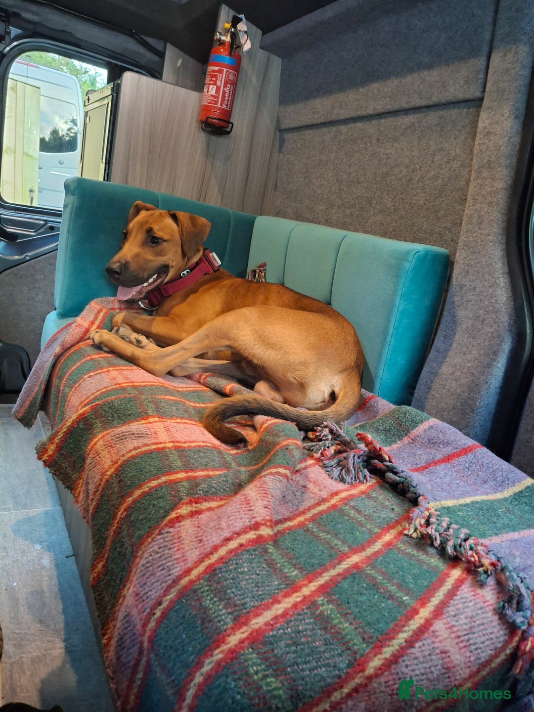 Mixed Breed dogs for sale: Gorgeous 8 month doberman cross  - Image 4