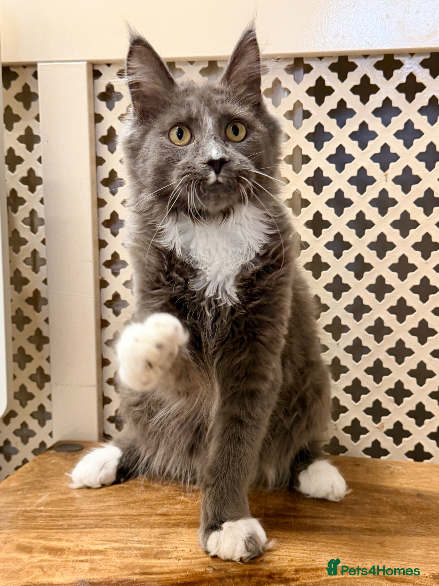 Maine Coon cats 💙 BLUE MAINE COON BOY *PARENTS HEALTH TESTED* 💙 - Advert 1
